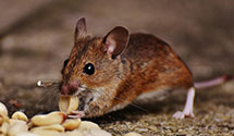 24 Hour & Emergency Exterminators in Vineland, NJ